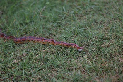 A red-orange snake moves over a mowed lawn. 