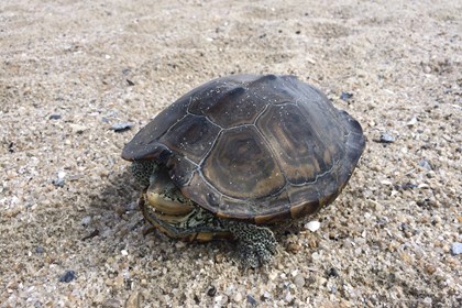 A turtle hiding its head in its shell. 