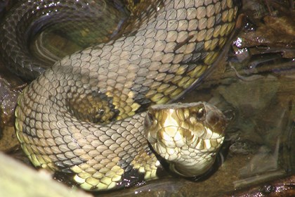 A snake's head facing forward. 