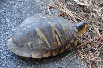 A turtle with only its head sticking out from its shell. 