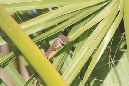A small brown lizard resting on a palmetto leaf. 
