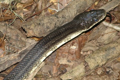 The head portion of a black snake over dried leaves. 
