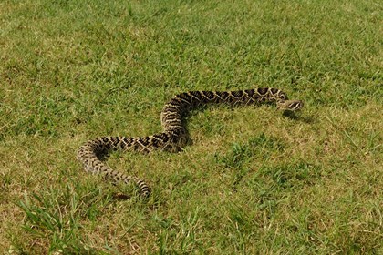 A rattlesnake moves over a mowed lawn with its head raised toward the camera. 