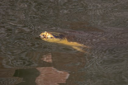 A large turtle sticks its head above the water. 