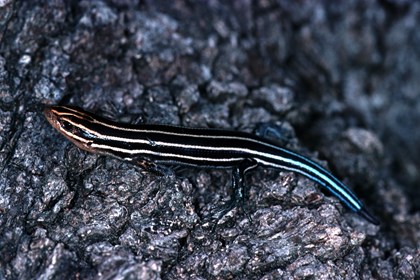 A dark colored lizard with light colored strips from head to tail. 