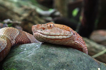 A close up on an orange colored snake's head. 