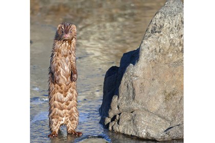 A wet, long brown furry animal stands on its hind legs. 