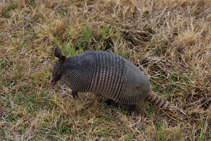 An armadillo stands in grass. 