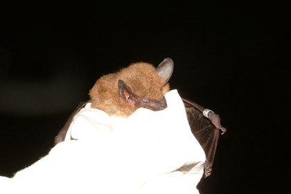 A brown bat is being held by a gloved hand. 