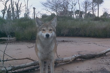 Trailcam photo of a coyote looking at the camera. 