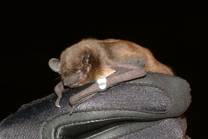 A brown bat is held by a gloved hand. 