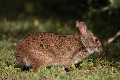 A brown rabbit with small ears forages along some vegetation.