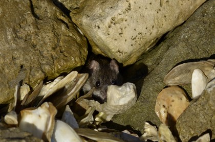 A tiny mouse hides in a crack between rocks. 