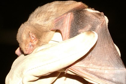 A brown bat with an outstretched wing being held by a gloved hand.