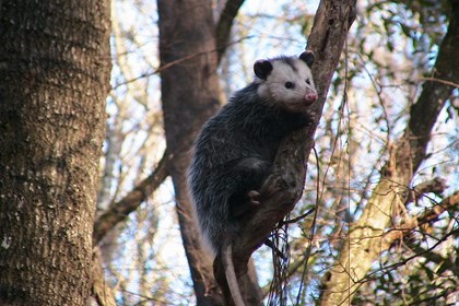 An opossum attached to a branch of a tree. 
