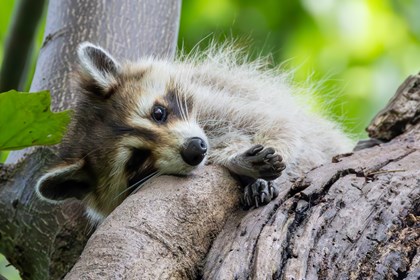 A racoon lays on a thick branch. 