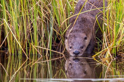 A river otter drinks from a pond. 