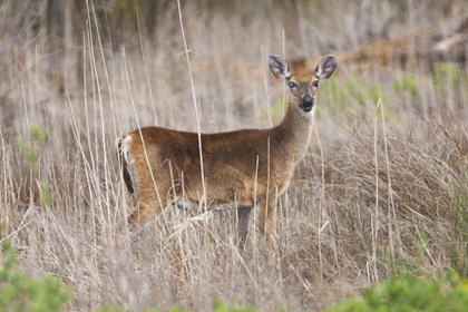 A deer stands in long grass facing the camera.