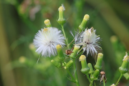 A plant with seeds in a puff. with some blown away. 