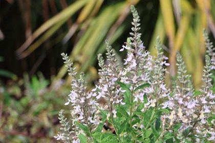 The top of a leafy bush with pink flowers. 