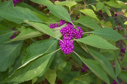 A leafy bush with bright fuchsia colored berries. 