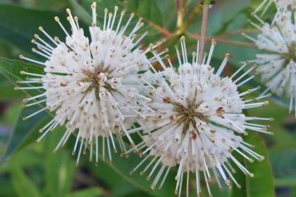 A circular flower with spokes. 