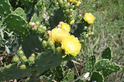 Yellow flowers blooming on a cactus. 
