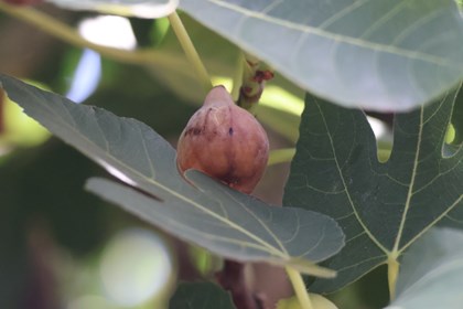 A ripe fig hides amongst leaves. 
