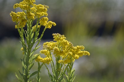 Small yellow flowers on thin green stalks. 