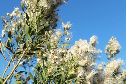 Stalks of a plant ending in bunches of seeds with fibers.