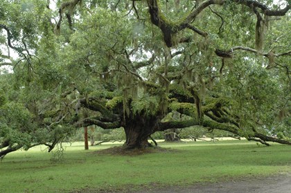 A large tree with low hanging branches touching the ground. 