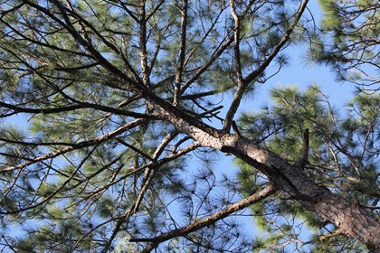 Looking up through the interior of a pine tree. 