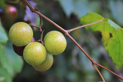 close up view of a bundle of green muscadine grapes with red spots, growing on a vine.