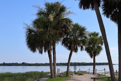 A grouping of palm trees on an historic pier. 