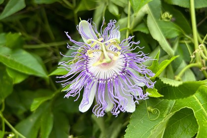 A purple flower on a bush. 