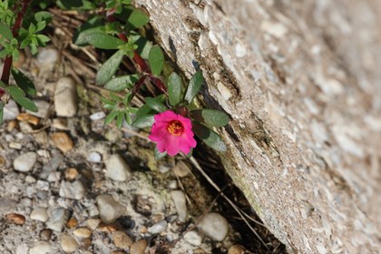 A small pink flower grows from a crack between a sidewalk and a wall. 