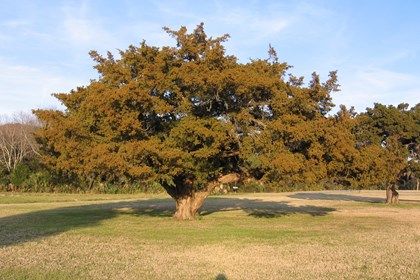 A tree with red brown coloring on a mowed lawn. 