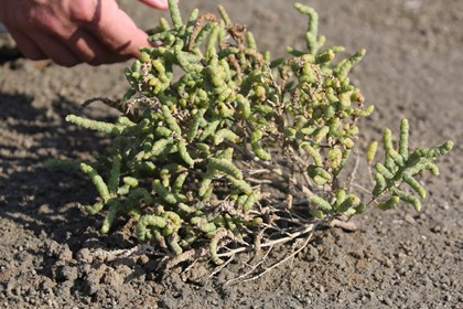 A plant with think green spikes in marsh mud.