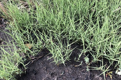 Long grass in muddy ground. 