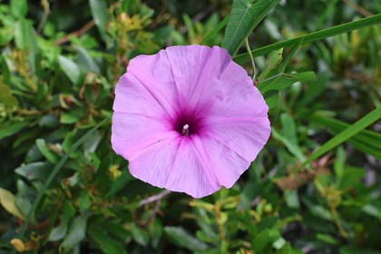 A pink flower with a darker center. 