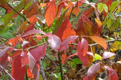 red leaves on black twigs.