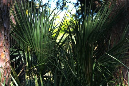 Saw palmettos in a dense forest.