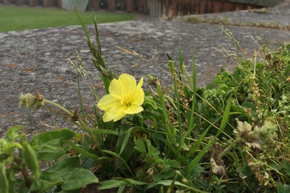 A small yellow flower grows next to a ledge. 