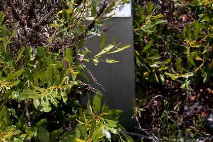 A bush next to a wayside.