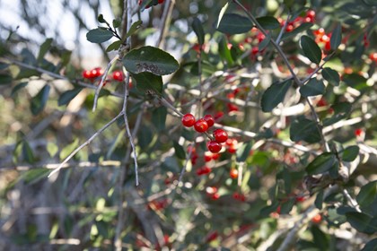 Branches with oval leaves and red berries.
