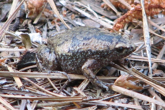 A chunky brown/green toad.