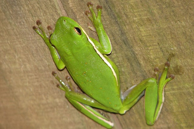 A bright green frog clinging to a flat wooden surface.