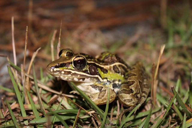 A brown and green frog in grass.