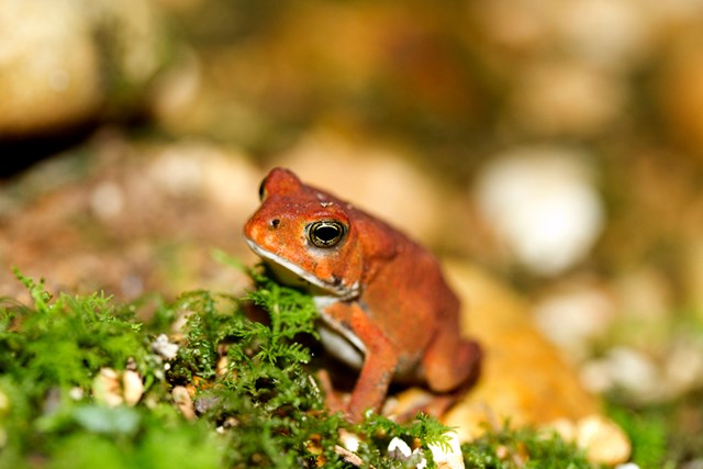 A dark orange toad on short green plants.