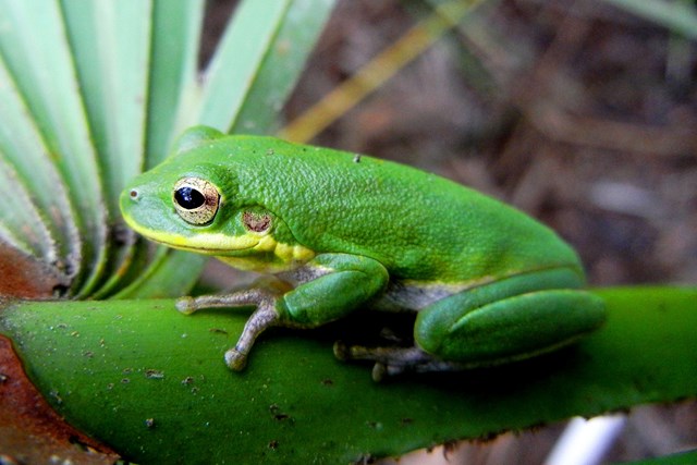 A bright green frog on a leaf.